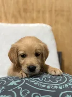 Max, a male Golden Retriever for sale in Southaven, MS – 4 of 8