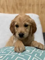 Leo, a male Golden Retriever for sale in Southaven, MS – 4 of 5