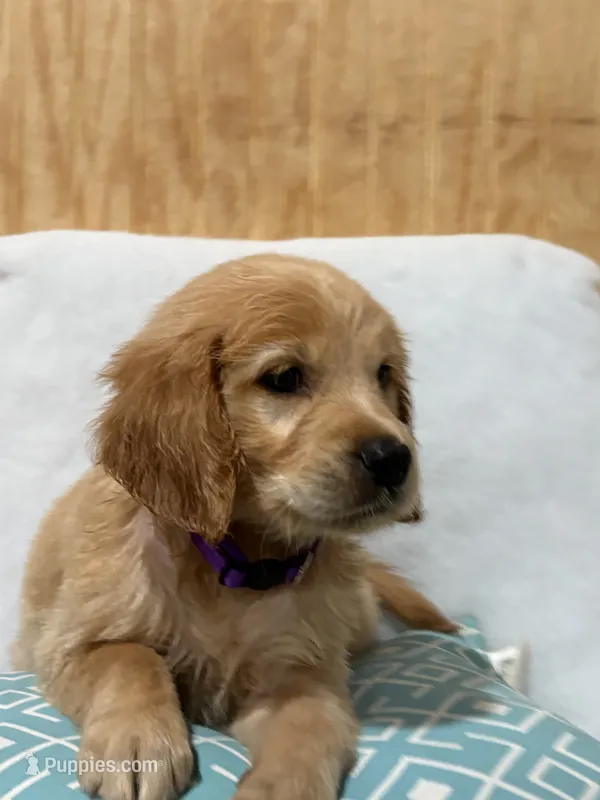 Big mama  – Golden Retriever puppy for sale in Southaven, MS
