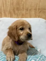 Big mama , a female Golden Retriever for sale in Southaven, MS – 1 of 6