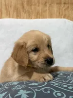 Larry , a male Golden Retriever for sale in Southaven, MS – 2 of 7