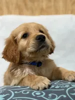 Chunks , a male Golden Retriever for sale in Southaven, MS – 7 of 9