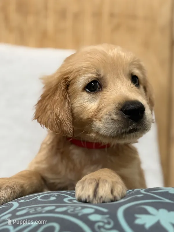 Chase  – Golden Retriever puppy for sale in Southaven, MS