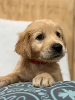 Chase , a male Golden Retriever for sale in Southaven, MS – 1 of 7