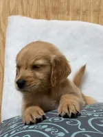 Bri , a female Golden Retriever for sale in Southaven, MS – 5 of 6