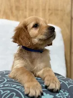 Chunks , a male Golden Retriever for sale in Southaven, MS – 2 of 9