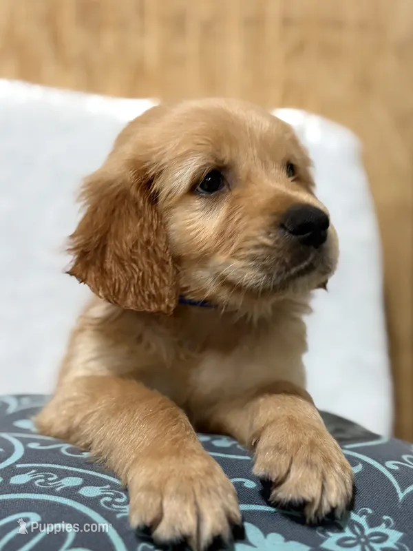 Chunks  – Golden Retriever puppy for sale in Southaven, MS