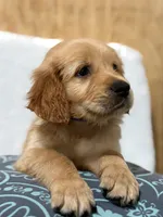 Chunks , a male Golden Retriever for sale in Southaven, MS – 1 of 9