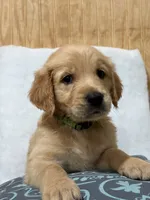 Rex, a male Golden Retriever for sale in Southaven, MS – 2 of 4