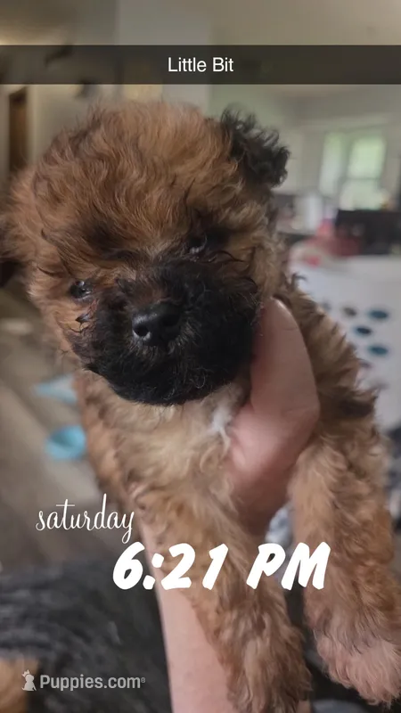 Little One – Poodle - Toy , Chipoo puppy for sale in Canton, MO
