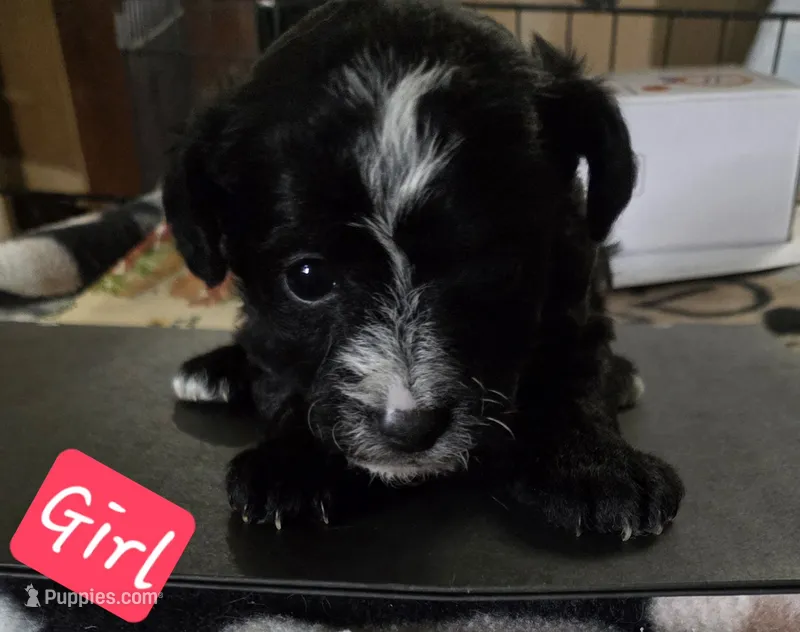 Ella – Chipoo puppy for sale in Canton, MO