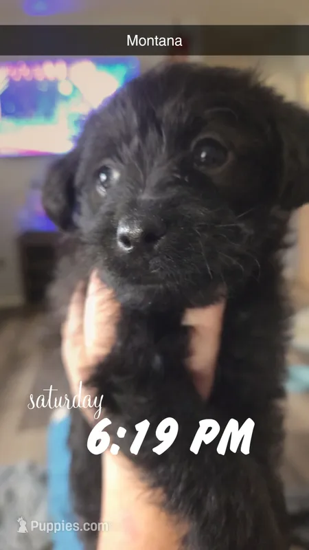 Montana – Poodle - Toy , Chipoo puppy for sale in Canton, MO