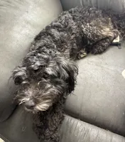 Bandit, a male Poodle - Miniature  and Chipoo for sale in Canton, MO – 2 of 2