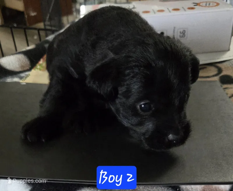 Montana – Chipoo puppy for sale in Canton, MO
