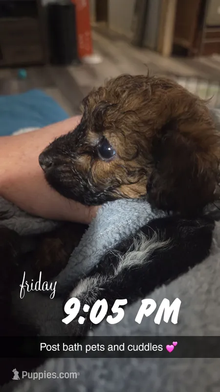 Felix – Poodle - Toy , Chipoo puppy for sale in Canton, MO