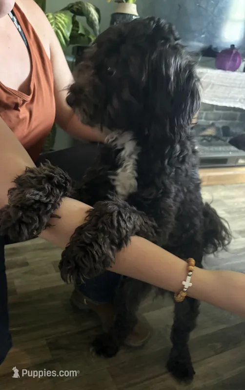 Bandit – Poodle - Miniature , Chipoo puppy for sale in Canton, MO