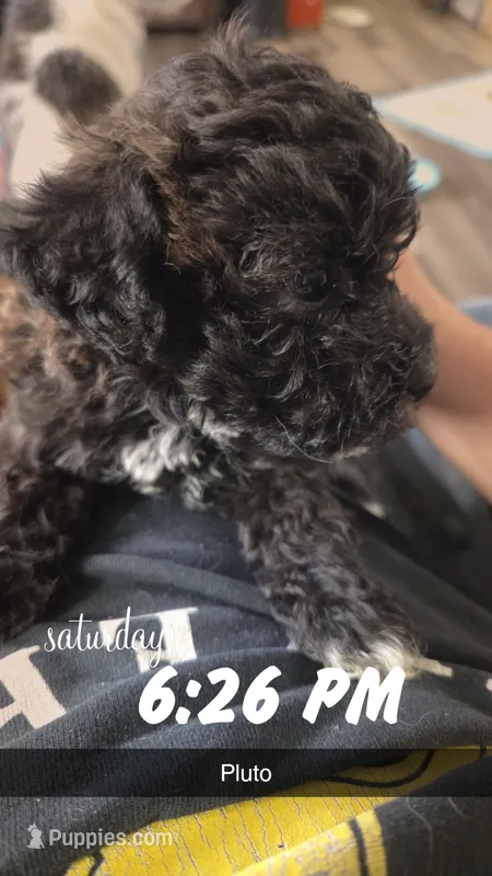 Pluto – Poodle - Toy , Chipoo puppy for sale in Canton, MO