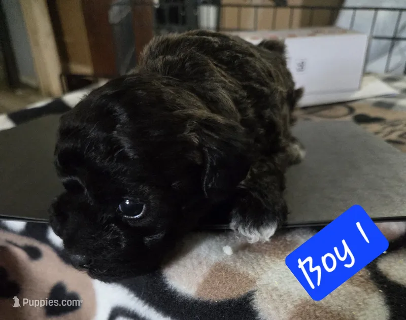 Pluto – Chipoo puppy for sale in Canton, MO