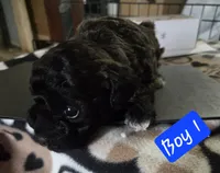 Pluto, a male Chipoo for sale in Canton, MO – 1 of 1
