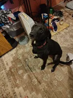 Goku, a male Great Dane and Labrador Retriever for sale in Chester, SC – 2 of 2