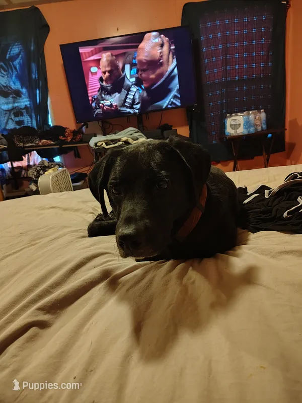 Goku – Great Dane, Labrador Retriever puppy for sale in Chester, SC