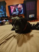 Goku, a male Great Dane and Labrador Retriever for sale in Chester, SC – 1 of 2