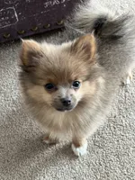 Pip, a male Pomeranian for sale in Mishawaka, IN – 8 of 10