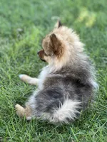 Ruby, a female Pomeranian for sale in Mishawaka, IN – 9 of 10