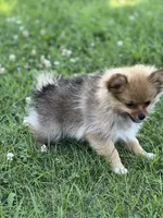 Ruby, a female Pomeranian for sale in Mishawaka, IN – 4 of 10