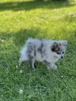 Bluey, a female Pomeranian for sale in Mishawaka, IN – 5 of 10