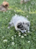 Bluey, a female Pomeranian for sale in Mishawaka, IN – 2 of 10