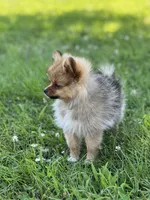 Ruby, a female Pomeranian for sale in Mishawaka, IN – 2 of 10