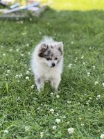Bluey, a female Pomeranian for sale in Mishawaka, IN – 4 of 10