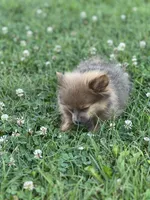 Pip, a male Pomeranian for sale in Mishawaka, IN – 3 of 10