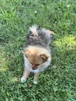Ruby, a female Pomeranian for sale in Mishawaka, IN – 3 of 10