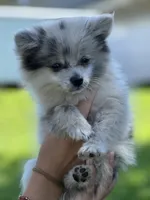 Bluey, a female Pomeranian for sale in Mishawaka, IN – 8 of 10