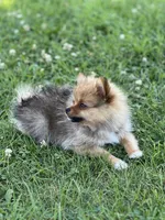 Ruby, a female Pomeranian for sale in Mishawaka, IN – 10 of 10