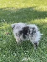 Bluey, a female Pomeranian for sale in Mishawaka, IN – 7 of 10