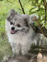 Bluey, a female Pomeranian for sale in Mishawaka, IN – 9 of 10