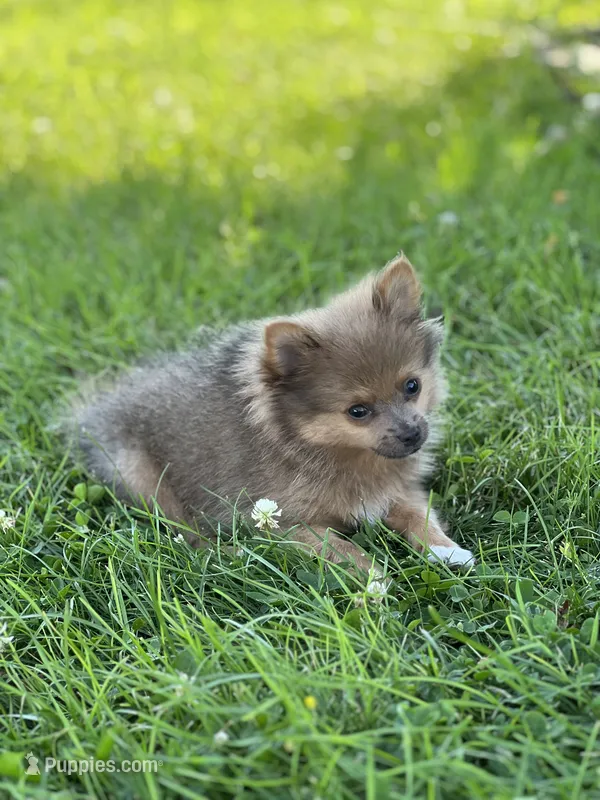 Pip – Pomeranian puppy for sale in Mishawaka, IN