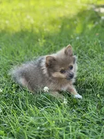 Pip, a male Pomeranian for sale in Mishawaka, IN – 1 of 10