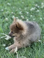 Pip, a male Pomeranian for sale in Mishawaka, IN – 7 of 10