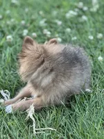 Pip, a male Pomeranian for sale in Mishawaka, IN – 4 of 10