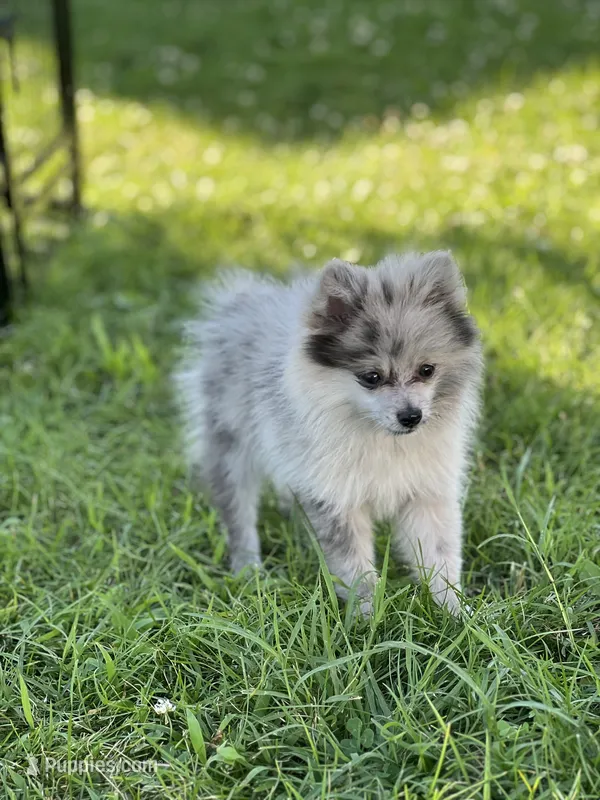 Bluey – Pomeranian puppy for sale in Mishawaka, IN