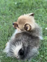 Ruby, a female Pomeranian for sale in Mishawaka, IN – 7 of 10