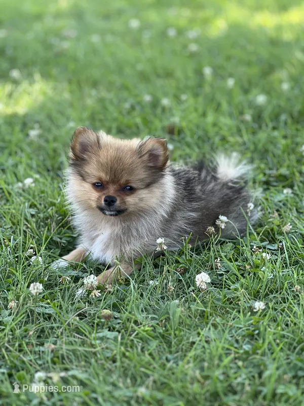 Ruby – Pomeranian puppy for sale in Mishawaka, IN