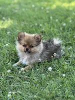 Ruby, a female Pomeranian for sale in Mishawaka, IN – 1 of 10
