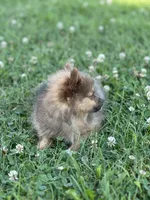 Pip, a male Pomeranian for sale in Mishawaka, IN – 5 of 10