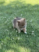 Pip, a male Pomeranian for sale in Mishawaka, IN – 6 of 10