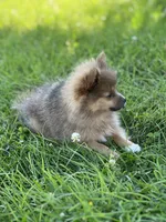Pip, a male Pomeranian for sale in Mishawaka, IN – 10 of 10